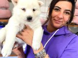 BEYAZ HUSKY SİBİRYA KURDU YAVRULAR