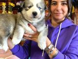 SİBİRYA KURDU HUSKY YAVRULAR