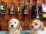 Safkan Toy Poodle Bebekleri̇mi̇z