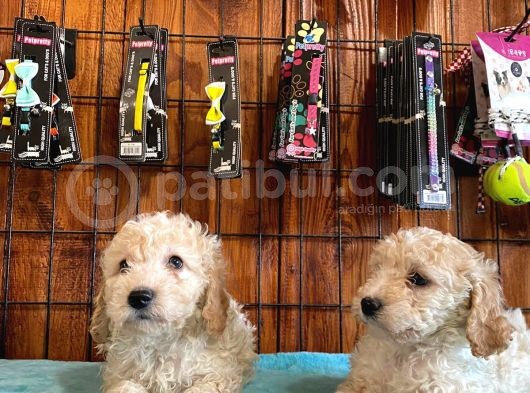 Safkan Toy Poodle Bebekleri̇mi̇z görsel