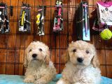 SAFKAN TOY POODLE BEBEKLERİMİZ
