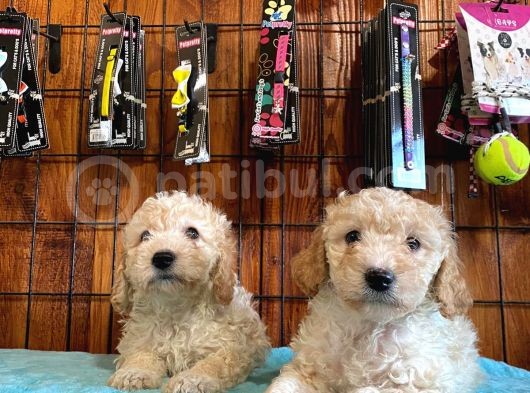 Safkan Toy Poodle Bebekleri̇mi̇z