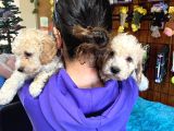 Safkan Toy Poodle Bebekleri̇mi̇z