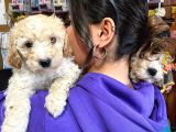 Safkan Toy Poodle Bebekleri̇mi̇z