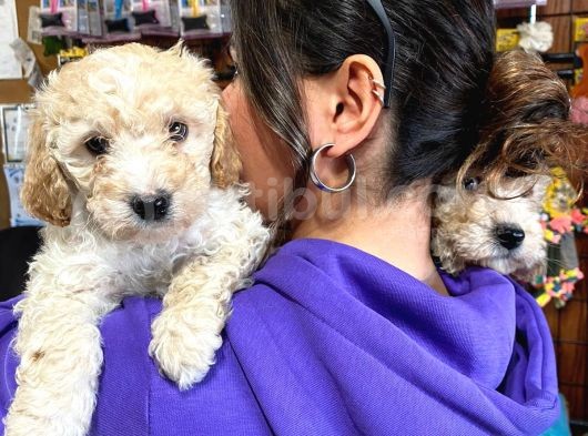 Safkan Toy Poodle Bebekleri̇mi̇z görsel