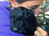 Black Poodle Si̇lver Bebekler