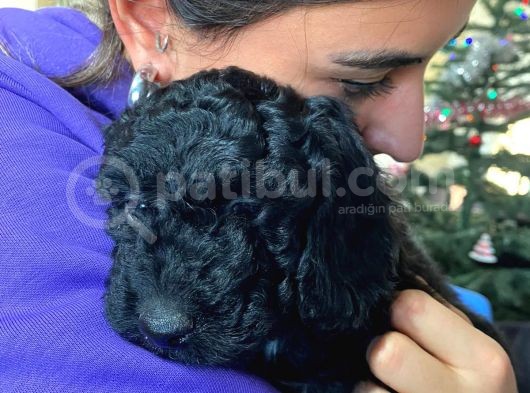 Black Poodle Si̇lver Bebekler görsel