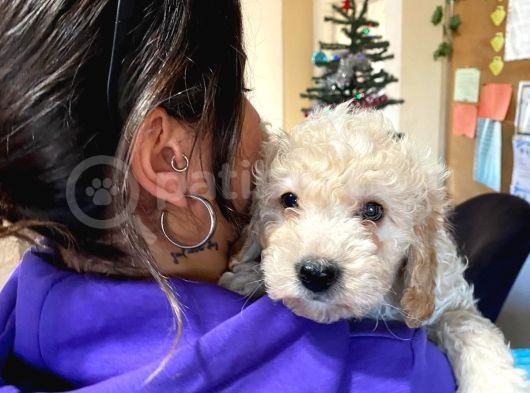 Safkan Toy Poodle Bebekleri̇mi̇z görsel