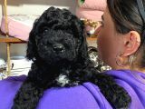 Black Poodle Si̇lver Bebekler