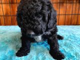 Black Poodle Si̇lver Bebekler
