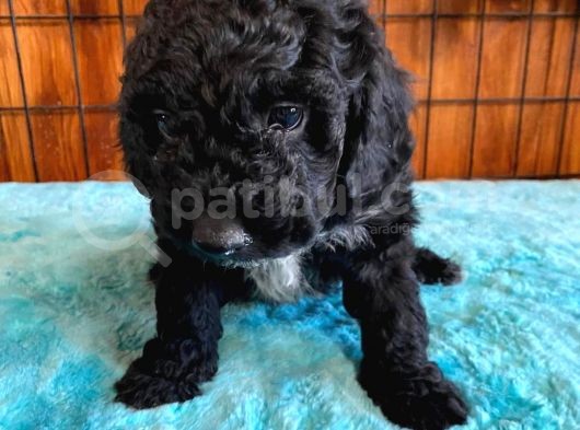 Black Poodle Si̇lver Bebekler görsel