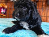 Black Poodle Si̇lver Bebekler