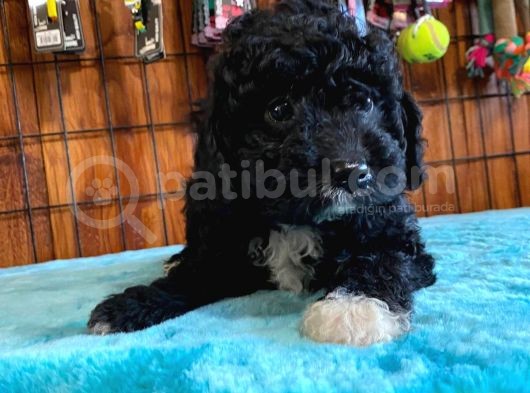 Black Poodle Si̇lver Bebekler görsel