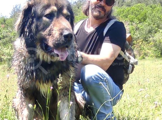 Kafkas Çoban Yavrulari̇ görsel