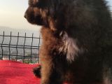 Kafkas Çoban Yavrulari̇