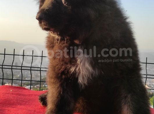 Kafkas Çoban Yavrulari̇ görsel