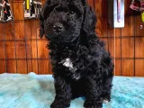BLACK POODLE SİLVER BEBEKLER