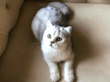 British Shorthair 6 Aylık