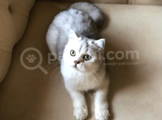 British Shorthair 6 Aylık görsel