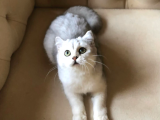 british shorthair 6 aylık