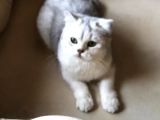 British Shorthair 6 Aylık
