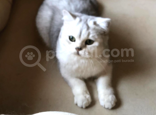 British Shorthair 6 Aylık görsel