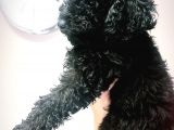 Siyah Toy Poodle