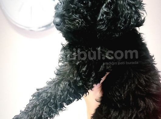 Siyah Toy Poodle görsel