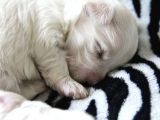 Safkan Teacup Maltese Bebeklerim