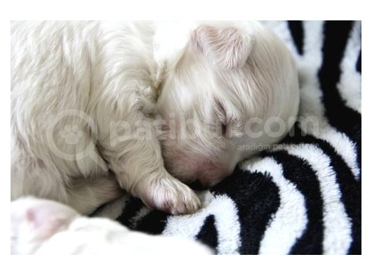 Safkan Teacup Maltese Bebeklerim görsel