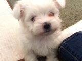 Safkan Teacup Maltese Bebeklerim