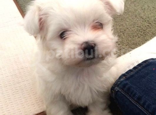 Safkan Teacup Maltese Bebeklerim görsel