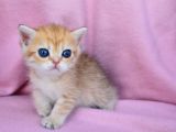 Şahane Gold Rengi Ny11 British Shorthair