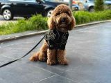 TOOY POODLE YAVRUMUZ 
