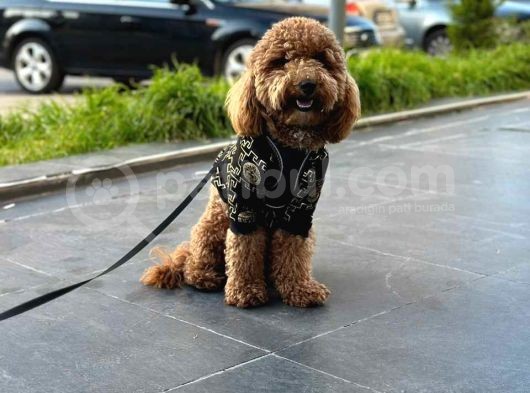 TOOY POODLE YAVRUMUZ 