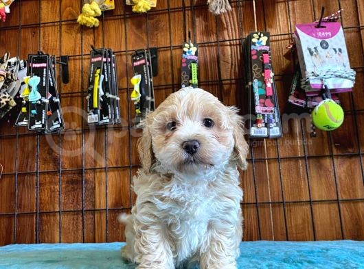 A Kali̇te Malti̇poo Yavrularimiz