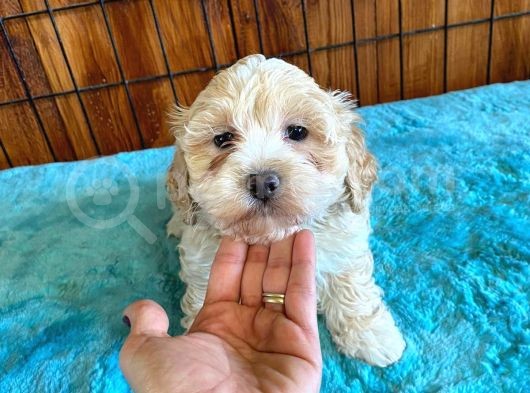 A Kali̇te Malti̇poo Yavrularimiz görsel