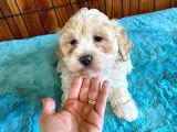 A Kali̇te Malti̇poo Yavrularimiz