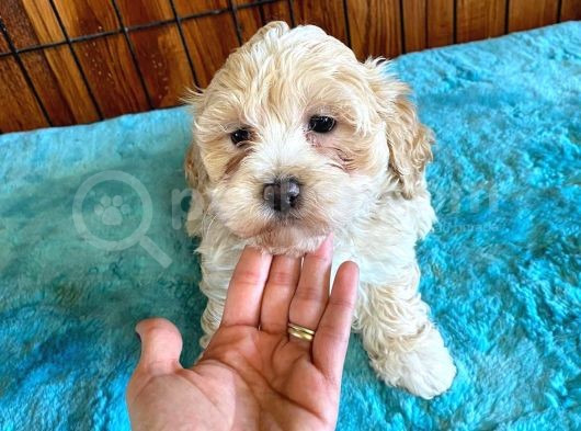 A Kali̇te Malti̇poo Yavrularimiz görsel