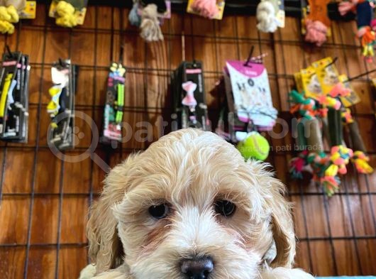 A Kali̇te Malti̇poo Yavrularimiz görsel