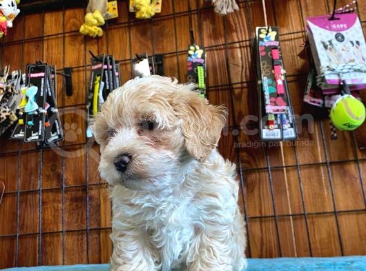 A Kali̇te Malti̇poo Yavrularimiz görsel