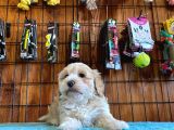 A Kali̇te Malti̇poo Yavrularimiz