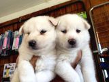 Husky Yavrularimiz