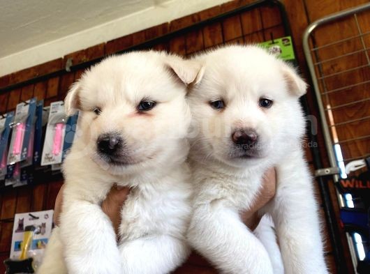 Husky Yavrularimiz görsel