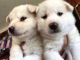 Husky Yavrularimiz