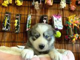 Husky Yavrularimiz