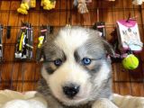 Husky Yavrularimiz