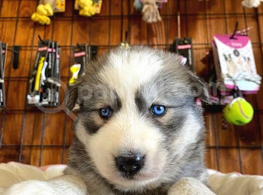 Husky Yavrularimiz görsel