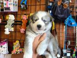 Husky Yavrularimiz