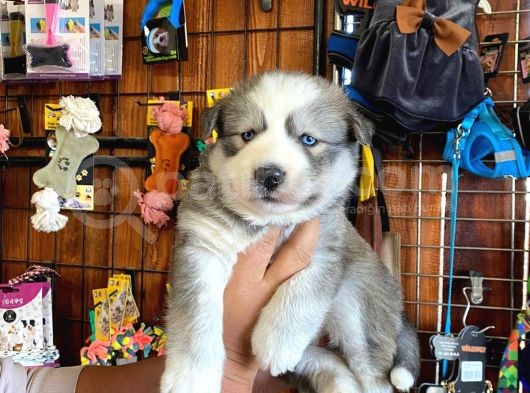 Husky Yavrularimiz görsel